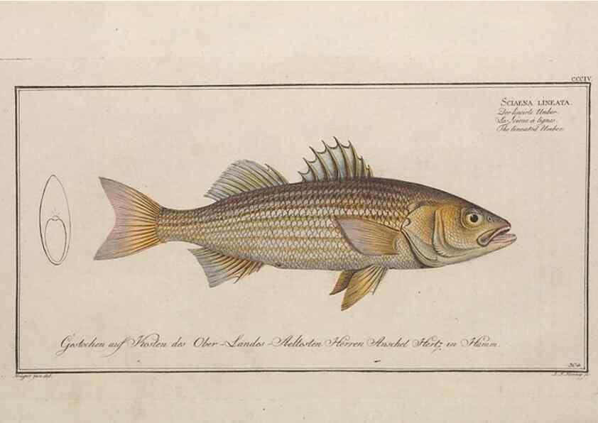 Reproducción/Reproduction 49774808127: Ichtyologie, ou, Histoire naturelle, générale et particulière des poissons :. A Berlin :Chez l'auteur, & chez François de la Garde libraire,1785-1797.. 