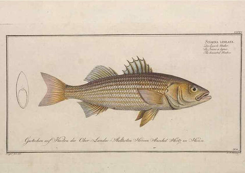 Reproducción/Reproduction 49774808127: Ichtyologie, ou, Histoire naturelle, générale et particulière des poissons :. A Berlin :Chez l'auteur, & chez François de la Garde libraire,1785-1797.. 