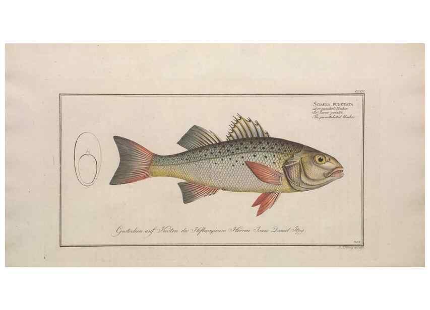 Reproducción/Reproduction 49774808402: Ichtyologie, ou, Histoire naturelle, générale et particulière des poissons :. A Berlin :Chez l'auteur, & chez François de la Garde libraire,1785-1797.. 