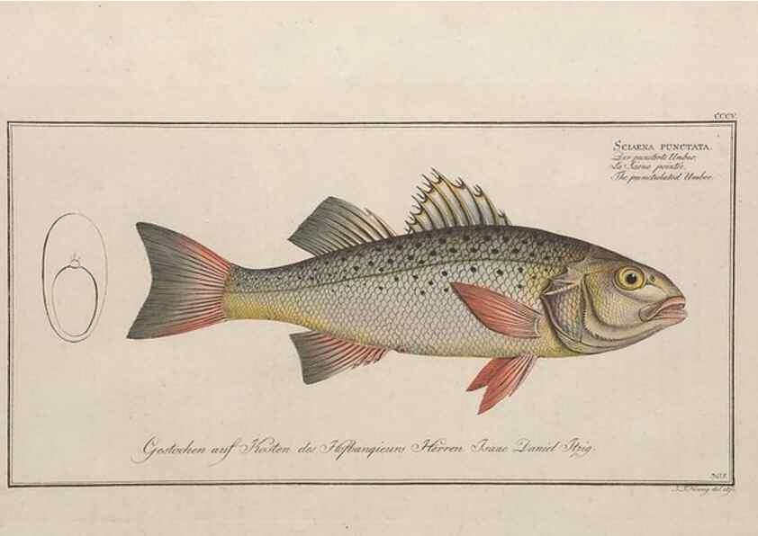 Reproducción/Reproduction 49774808402: Ichtyologie, ou, Histoire naturelle, générale et particulière des poissons :. A Berlin :Chez l'auteur, & chez François de la Garde libraire,1785-1797.. 