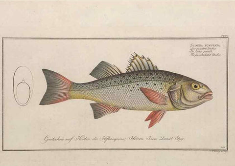 Reproducción/Reproduction 49774808402: Ichtyologie, ou, Histoire naturelle, générale et particulière des poissons :. A Berlin :Chez l'auteur, & chez François de la Garde libraire,1785-1797.. 