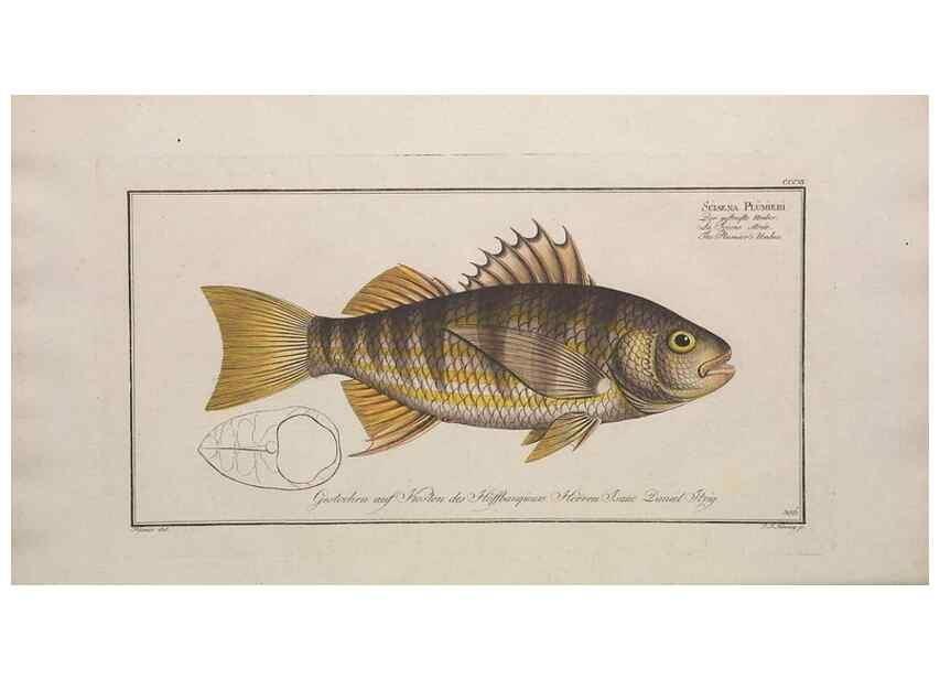 Reproducción/Reproduction 49774808612: Ichtyologie, ou, Histoire naturelle, générale et particulière des poissons :. A Berlin :Chez l'auteur, & chez François de la Garde libraire,1785-1797.. 