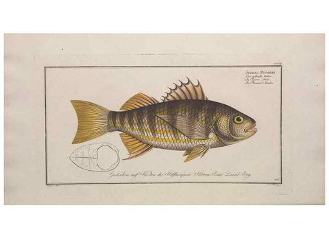 Reproducción/Reproduction 49774808612: Ichtyologie, ou, Histoire naturelle, générale et particulière des poissons :. A Berlin :Chez l'auteur, & chez François de la Garde libraire,1785-1797.. 