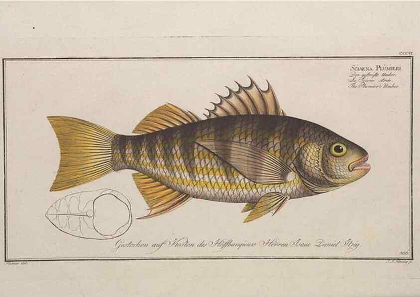 Reproducción/Reproduction 49774808612: Ichtyologie, ou, Histoire naturelle, générale et particulière des poissons :. A Berlin :Chez l'auteur, & chez François de la Garde libraire,1785-1797.. 