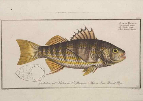 Reproducción/Reproduction 49774808612: Ichtyologie, ou, Histoire naturelle, générale et particulière des poissons :. A Berlin :Chez l'auteur, & chez François de la Garde libraire,1785-1797.. 