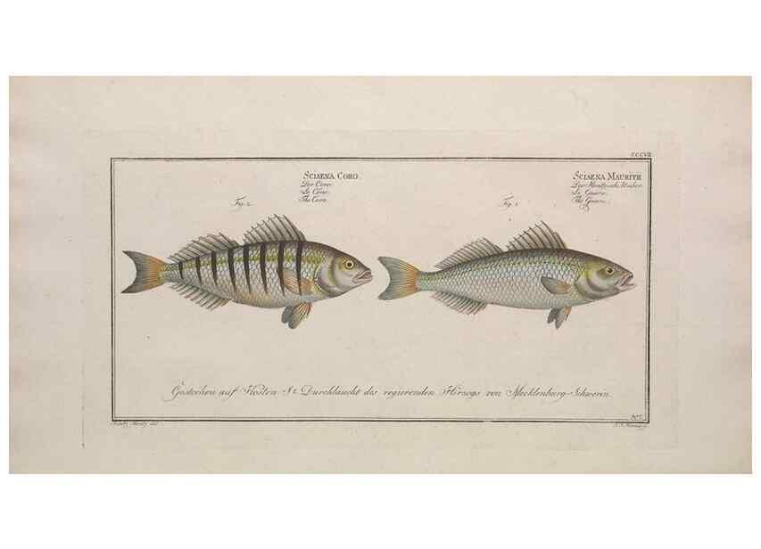 Reproducción/Reproduction 49774477376: Ichtyologie, ou, Histoire naturelle, générale et particulière des poissons :. A Berlin :Chez l'auteur, & chez François de la Garde libraire,1785-1797.. 