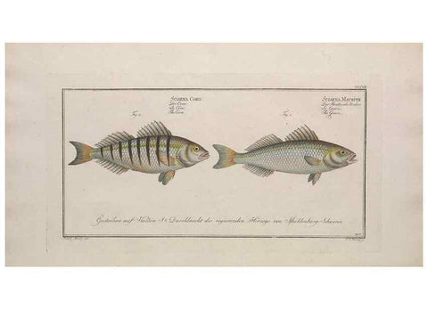 Reproducción/Reproduction 49774477376: Ichtyologie, ou, Histoire naturelle, générale et particulière des poissons :. A Berlin :Chez l'auteur, & chez François de la Garde libraire,1785-1797.. 