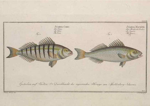 Reproducción/Reproduction 49774477376: Ichtyologie, ou, Histoire naturelle, générale et particulière des poissons :. A Berlin :Chez l'auteur, & chez François de la Garde libraire,1785-1797.. 