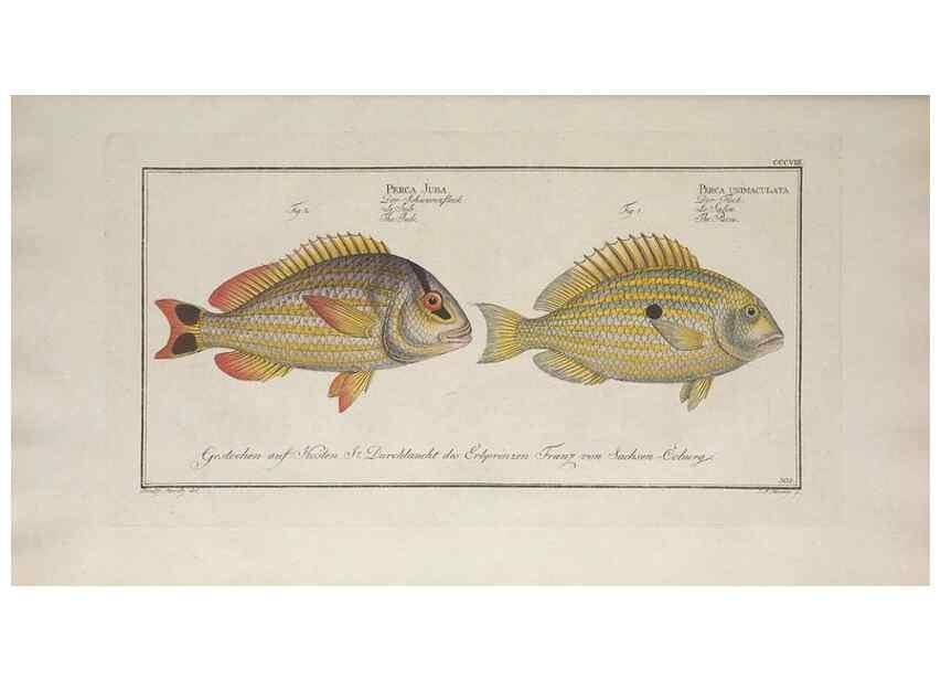 Reproducción/Reproduction 49773948138: Ichtyologie, ou, Histoire naturelle, générale et particulière des poissons :. A Berlin :Chez l'auteur, & chez François de la Garde libraire,1785-1797.. 