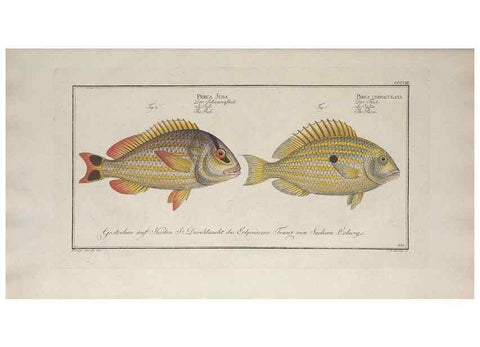 Reproducción/Reproduction 49773948138: Ichtyologie, ou, Histoire naturelle, générale et particulière des poissons :. A Berlin :Chez l'auteur, & chez François de la Garde libraire,1785-1797.. 