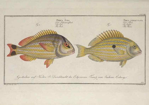 Reproducción/Reproduction 49773948138: Ichtyologie, ou, Histoire naturelle, générale et particulière des poissons :. A Berlin :Chez l'auteur, & chez François de la Garde libraire,1785-1797.. 
