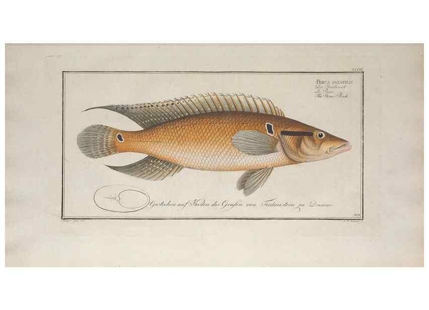 Reproducción/Reproduction 49774809602: Ichtyologie, ou, Histoire naturelle, générale et particulière des poissons :. A Berlin :Chez l'auteur, & chez François de la Garde libraire,1785-1797.. 