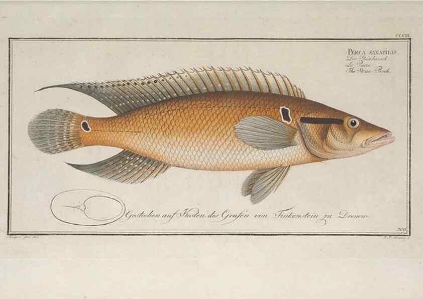 Reproducción/Reproduction 49774809602: Ichtyologie, ou, Histoire naturelle, générale et particulière des poissons :. A Berlin :Chez l'auteur, & chez François de la Garde libraire,1785-1797.. 