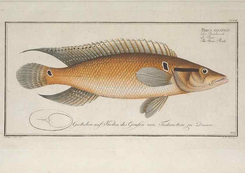 Reproducción/Reproduction 49774809602: Ichtyologie, ou, Histoire naturelle, générale et particulière des poissons :. A Berlin :Chez l'auteur, & chez François de la Garde libraire,1785-1797.. 