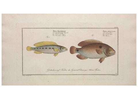 Reproducción/Reproduction 49774810027: Ichtyologie, ou, Histoire naturelle, générale et particulière des poissons :. A Berlin :Chez l'auteur, & chez François de la Garde libraire,1785-1797.. 