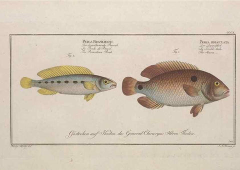 Reproducción/Reproduction 49774810027: Ichtyologie, ou, Histoire naturelle, générale et particulière des poissons :. A Berlin :Chez l'auteur, & chez François de la Garde libraire,1785-1797.. 