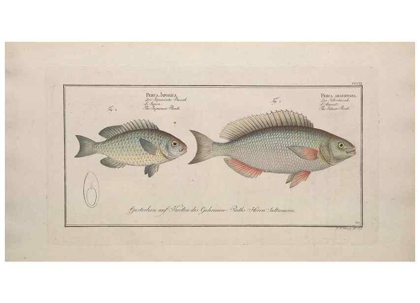 Reproducción/Reproduction 49774478921: Ichtyologie, ou, Histoire naturelle, générale et particulière des poissons :. A Berlin :Chez l'auteur, & chez François de la Garde libraire,1785-1797.. 
