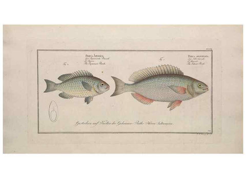 Reproducción/Reproduction 49774478921: Ichtyologie, ou, Histoire naturelle, générale et particulière des poissons :. A Berlin :Chez l'auteur, & chez François de la Garde libraire,1785-1797.. 