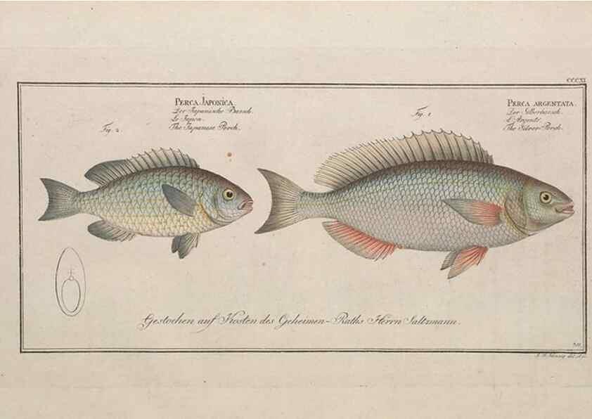 Reproducción/Reproduction 49774478921: Ichtyologie, ou, Histoire naturelle, générale et particulière des poissons :. A Berlin :Chez l'auteur, & chez François de la Garde libraire,1785-1797.. 