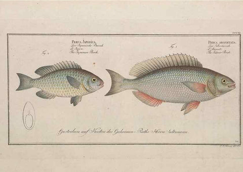 Reproducción/Reproduction 49774478921: Ichtyologie, ou, Histoire naturelle, générale et particulière des poissons :. A Berlin :Chez l'auteur, & chez François de la Garde libraire,1785-1797.. 