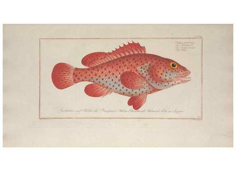 Reproducción/Reproduction 49774479266: Ichtyologie, ou, Histoire naturelle, générale et particulière des poissons :. A Berlin :Chez l'auteur, & chez François de la Garde libraire,1785-1797.. 