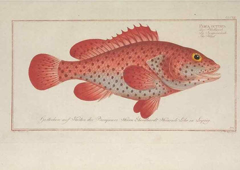 Reproducción/Reproduction 49774479266: Ichtyologie, ou, Histoire naturelle, générale et particulière des poissons :. A Berlin :Chez l'auteur, & chez François de la Garde libraire,1785-1797.. 