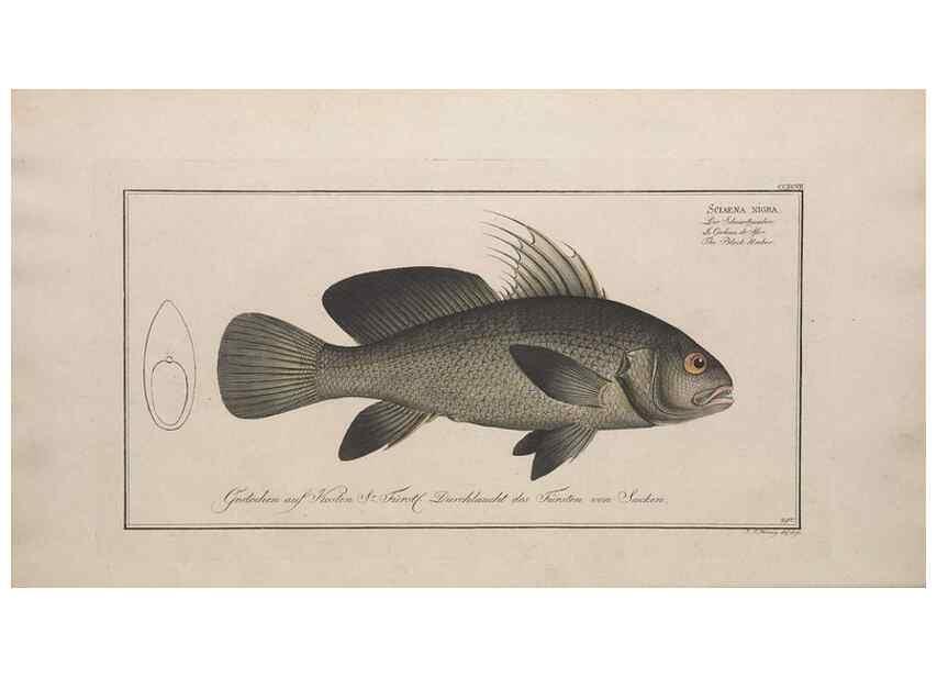 Reproducción/Reproduction 49773945158: Ichtyologie, ou, Histoire naturelle, générale et particulière des poissons :. A Berlin :Chez l'auteur, & chez François de la Garde libraire,1785-1797.. 