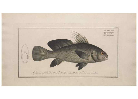 Reproducción/Reproduction 49773945158: Ichtyologie, ou, Histoire naturelle, générale et particulière des poissons :. A Berlin :Chez l'auteur, & chez François de la Garde libraire,1785-1797.. 