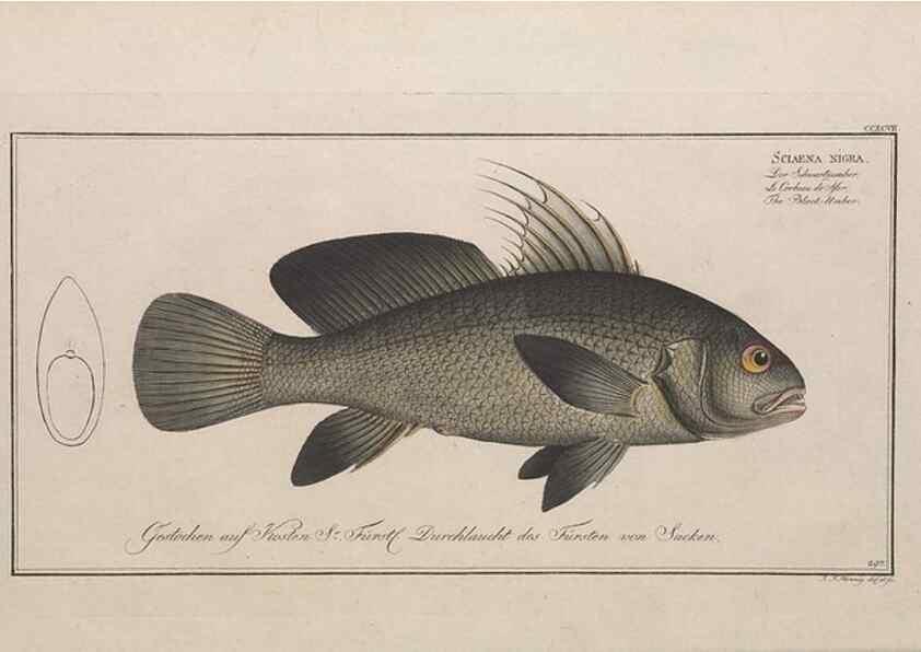 Reproducción/Reproduction 49773945158: Ichtyologie, ou, Histoire naturelle, générale et particulière des poissons :. A Berlin :Chez l'auteur, & chez François de la Garde libraire,1785-1797.. 