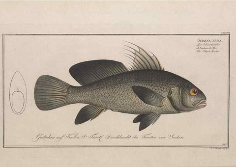 Reproducción/Reproduction 49773945158: Ichtyologie, ou, Histoire naturelle, générale et particulière des poissons :. A Berlin :Chez l'auteur, & chez François de la Garde libraire,1785-1797.. 