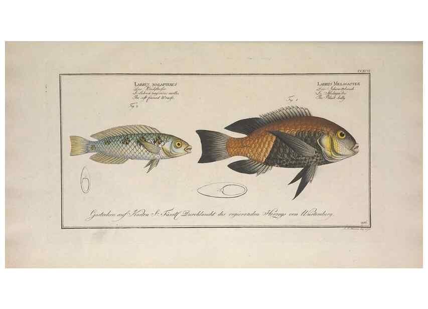 Reproducción/Reproduction 49774805732: Ichtyologie, ou, Histoire naturelle, générale et particulière des poissons :. A Berlin :Chez l'auteur, & chez François de la Garde libraire,1785-1797.. 