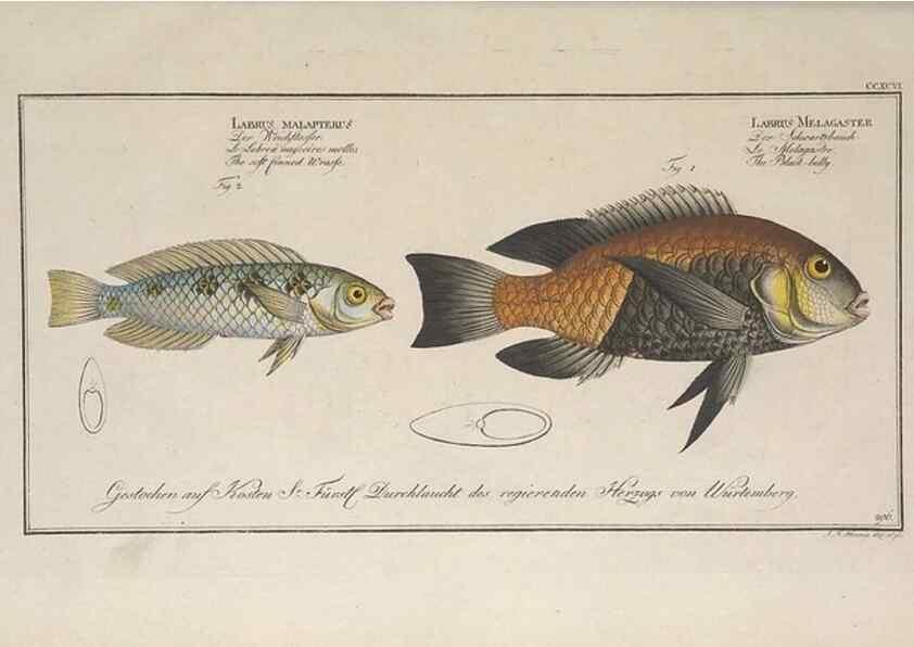 Reproducción/Reproduction 49774805732: Ichtyologie, ou, Histoire naturelle, générale et particulière des poissons :. A Berlin :Chez l'auteur, & chez François de la Garde libraire,1785-1797.. 