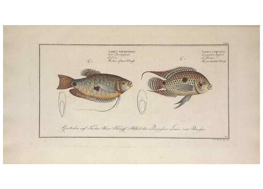 Reproducción/Reproduction 49774473801: Ichtyologie, ou, Histoire naturelle, générale et particulière des poissons :. A Berlin :Chez l'auteur, & chez François de la Garde libraire,1785-1797.. 