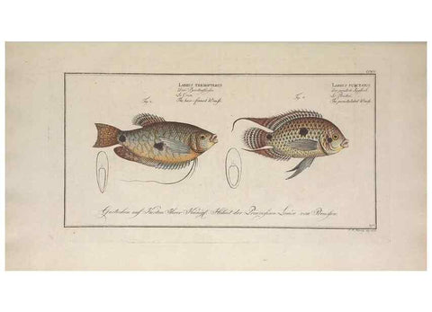 Reproducción/Reproduction 49774473801: Ichtyologie, ou, Histoire naturelle, générale et particulière des poissons :. A Berlin :Chez l'auteur, & chez François de la Garde libraire,1785-1797.. 