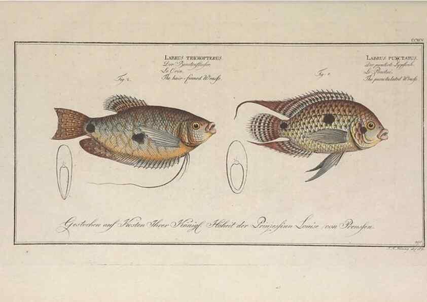 Reproducción/Reproduction 49774473801: Ichtyologie, ou, Histoire naturelle, générale et particulière des poissons :. A Berlin :Chez l'auteur, & chez François de la Garde libraire,1785-1797.. 