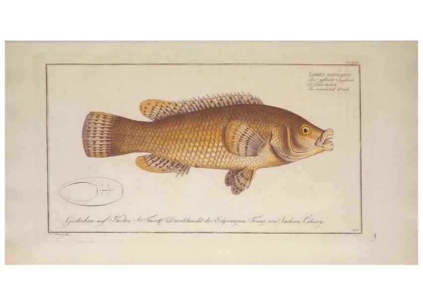 Reproducción/Reproduction 49774473496: Ichtyologie, ou, Histoire naturelle, générale et particulière des poissons :. A Berlin :Chez l'auteur, & chez François de la Garde libraire,1785-1797.. 