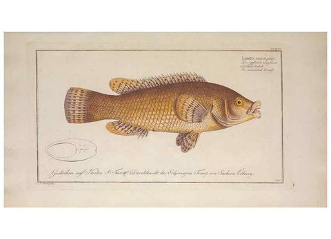 Reproducción/Reproduction 49774473496: Ichtyologie, ou, Histoire naturelle, générale et particulière des poissons :. A Berlin :Chez l'auteur, & chez François de la Garde libraire,1785-1797.. 