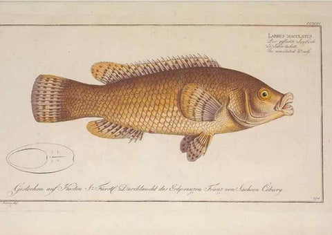 Reproducción/Reproduction 49774473496: Ichtyologie, ou, Histoire naturelle, générale et particulière des poissons :. A Berlin :Chez l'auteur, & chez François de la Garde libraire,1785-1797.. 