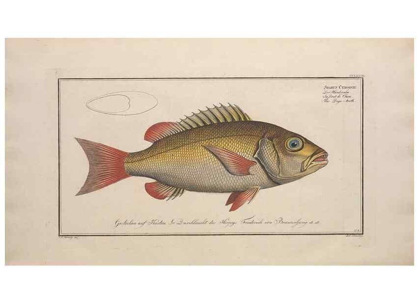 Reproducción/Reproduction 49774621427: Ichtyologie, ou, Histoire naturelle, générale et particulière des poissons :. A Berlin :Chez l'auteur, & chez François de la Garde libraire,1785-1797.. 