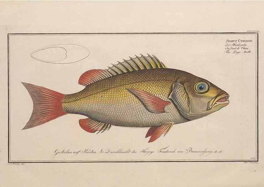 Reproducción/Reproduction 49774621427: Ichtyologie, ou, Histoire naturelle, générale et particulière des poissons :. A Berlin :Chez l'auteur, & chez François de la Garde libraire,1785-1797.. 