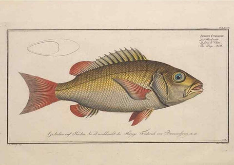 Reproducción/Reproduction 49774621427: Ichtyologie, ou, Histoire naturelle, générale et particulière des poissons :. A Berlin :Chez l'auteur, & chez François de la Garde libraire,1785-1797.. 