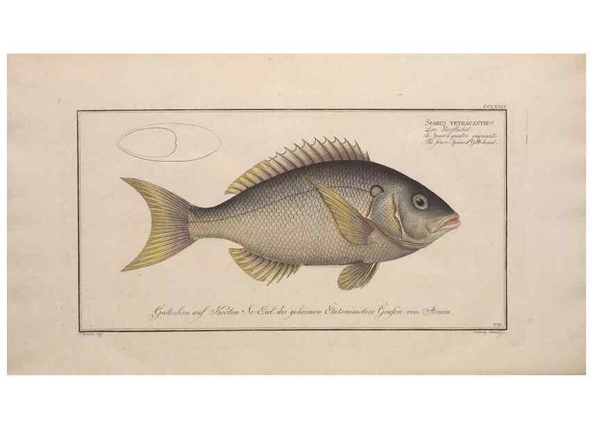 Reproducción/Reproduction 49774621737: Ichtyologie, ou, Histoire naturelle, générale et particulière des poissons :. A Berlin :Chez l'auteur, & chez François de la Garde libraire,1785-1797.. 