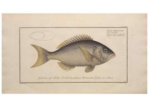 Reproducción/Reproduction 49774621737: Ichtyologie, ou, Histoire naturelle, générale et particulière des poissons :. A Berlin :Chez l'auteur, & chez François de la Garde libraire,1785-1797.. 