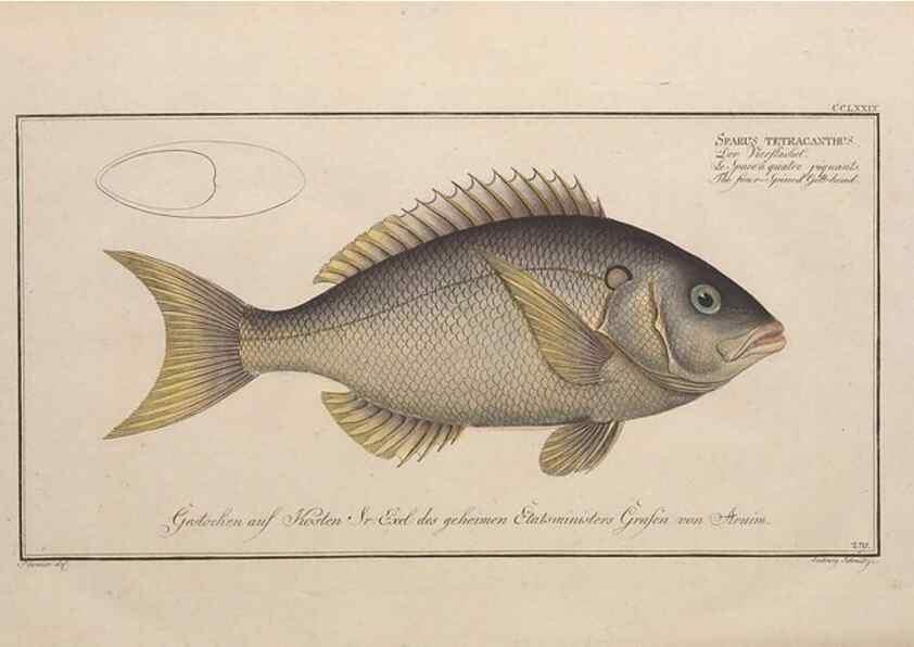 Reproducción/Reproduction 49774621737: Ichtyologie, ou, Histoire naturelle, générale et particulière des poissons :. A Berlin :Chez l'auteur, & chez François de la Garde libraire,1785-1797.. 