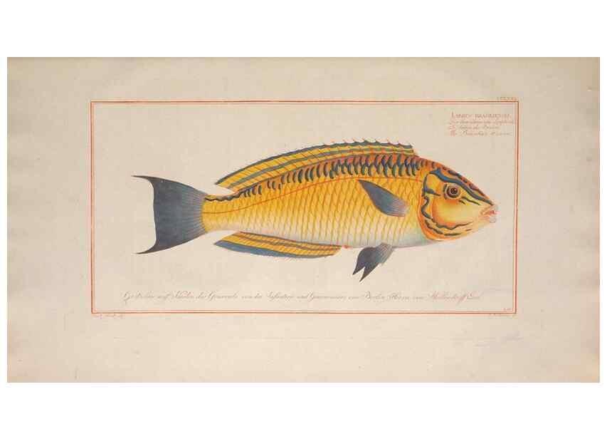 Reproducción/Reproduction 49774622067: Ichtyologie, ou, Histoire naturelle, générale et particulière des poissons :. A Berlin :Chez l'auteur, & chez François de la Garde libraire,1785-1797.. 