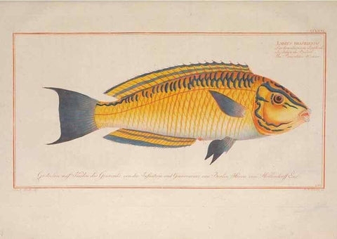 Reproducción/Reproduction 49774622067: Ichtyologie, ou, Histoire naturelle, générale et particulière des poissons :. A Berlin :Chez l'auteur, & chez François de la Garde libraire,1785-1797.. 