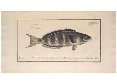 Reproducción/Reproduction 49774622402: Ichtyologie, ou, Histoire naturelle, générale et particulière des poissons :. A Berlin :Chez l'auteur, & chez François de la Garde libraire,1785-1797.. 