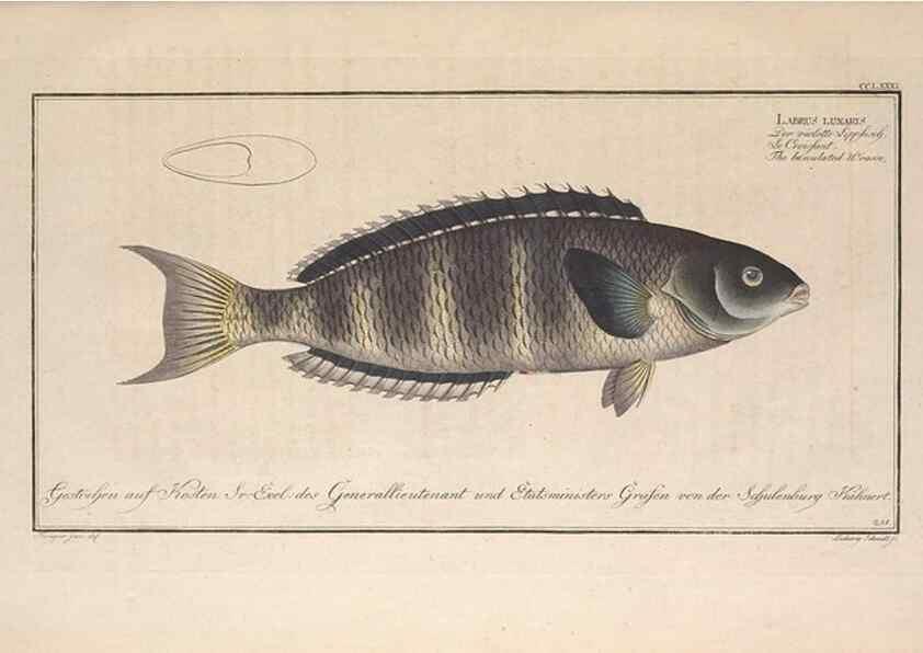 Reproducción/Reproduction 49774622402: Ichtyologie, ou, Histoire naturelle, générale et particulière des poissons :. A Berlin :Chez l'auteur, & chez François de la Garde libraire,1785-1797.. 