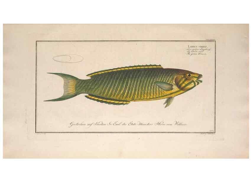 Reproducción/Reproduction 49773761928: Ichtyologie, ou, Histoire naturelle, générale et particulière des poissons :. A Berlin :Chez l'auteur, & chez François de la Garde libraire,1785-1797.. 