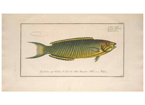 Reproducción/Reproduction 49773761928: Ichtyologie, ou, Histoire naturelle, générale et particulière des poissons :. A Berlin :Chez l'auteur, & chez François de la Garde libraire,1785-1797.. 